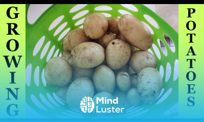 Growing Yukon Gold Potatoes In Raised Beds