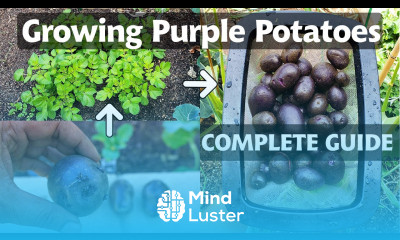 Planting Growing Purple Potatoes A Complete Potato Growing Guide
