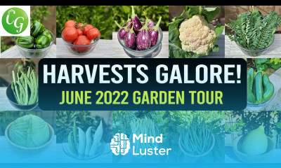 Harvests Galore California Gardening June 2022 Garden Tour Gardening Tips Harvests more