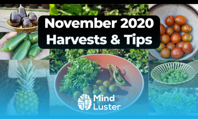 California Gardening Nov 2020 Garden Tour Gardening Tips Harvests More