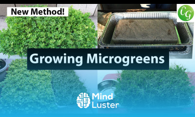 How to Grow Microgreens from Start to End Complete Microgreens Growing Guide