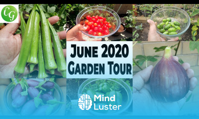 California Gardening June 2020 Garden Tour Gardening Tips Harvests more