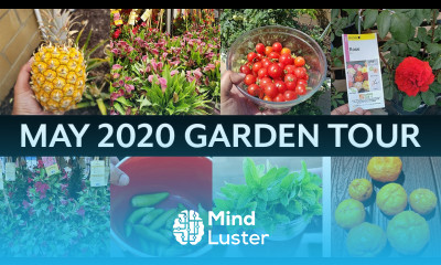 California Gardening May 2020 Garden Tour Vegetable and Fruit Trees Gardening Tips