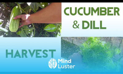 Harvest Video How To Harvest Cucumbers Dill