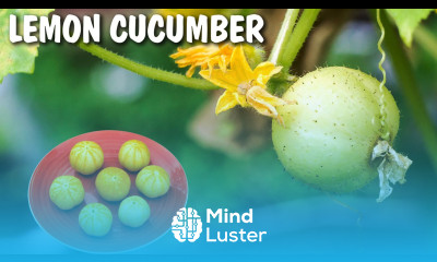 Growing Lemon Cucumber Excellent Producer
