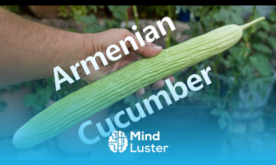 Growing Armenian Cucumbers In Containers