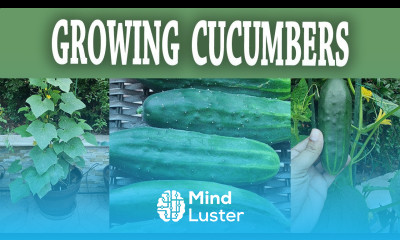 Compact Bush Cucumber How To Grow Bush Slicer Cucumbers