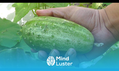 Growing Gourds Part 2 of 5 Cucumbers