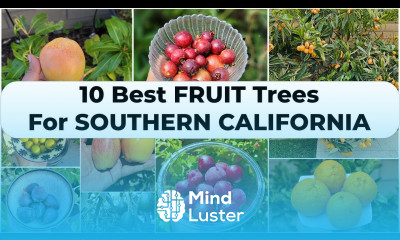 Growing the Top 10 Best Fruit Trees in Southern California