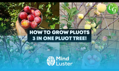 How To Grow Pluots A Delicious Plum Apricot Fruit 3 In one Pluot Easy To Grow In Your Garden