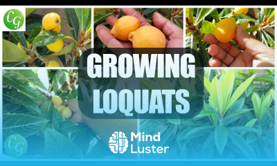 Fruit Trees Loquat Cultivation Grow the Best Loquats in Your Garden 