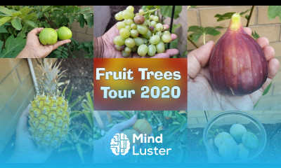 Fruit Tree Tour ALL our Fruit Trees Garden Tour California Backyard Orchard
