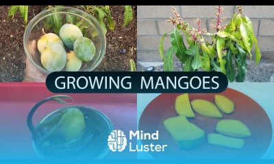 The Joy Of Growing Mangoes How To Grow Mango Trees