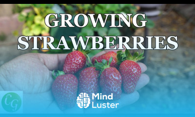 Maximize Your Strawberry Yields with Grow Bags The Ultimate Guide
