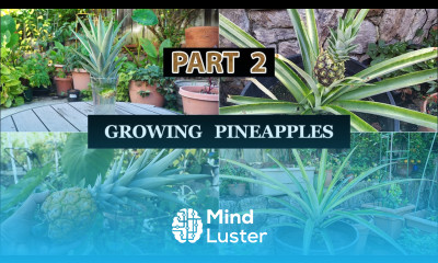 The Joy Of Growing Pineapples How To Grow Pineapple Plants In Containers Part 2