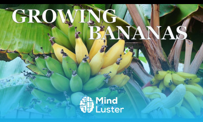 Three Year Bananas Growing dwarf banana trees in your garden