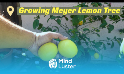 Growing Meyer Lemon Tree In Containers Best Lemons For Lemonade