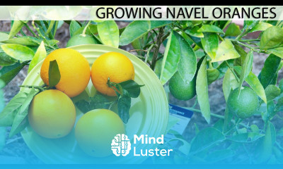 Growing The Best Oranges Washington Navel Orange