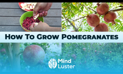 5 Year Pomegranates How To Grow Wonderful Pomegranates Pomegranate Tree Care