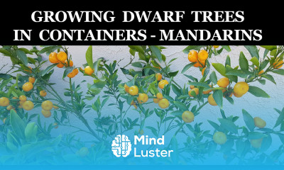 Growing Dwarf Citrus Trees In Containers Kishu Mandarin