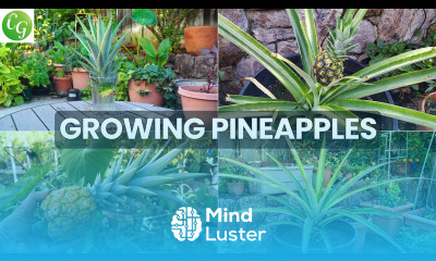 The Joy Of Growing Pineapples How To Grow Pineapple Plants In Containers
