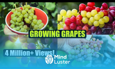 How to Grow Grapes A Complete Garden Growing Guide