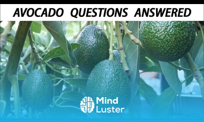 Your Avocado Growing Questions Answered Tips For Growing Great Avocados