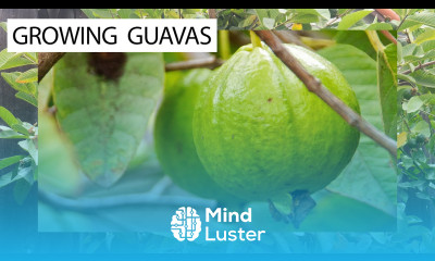 How To Grow Guavas 3 Delicious Guava Varieties For You