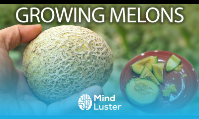 How to grow cantaloupe or musk melon or honeydew melons