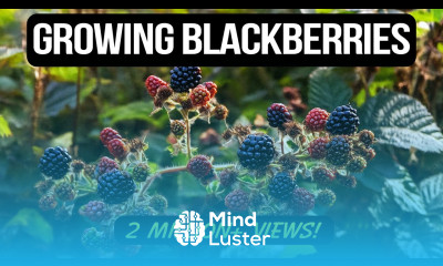 Growing Blackberries in Containers The Complete Guide