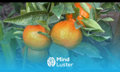 How to Grow Dancy Mandarin Tangerines