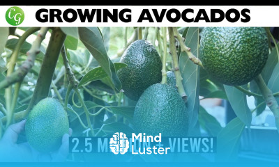 The Best Avocados to Grow in Your Garden No More Growing Avocado from Seed