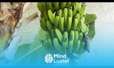 Grow Harvest Bananas flowers fruits stems of the banana plant