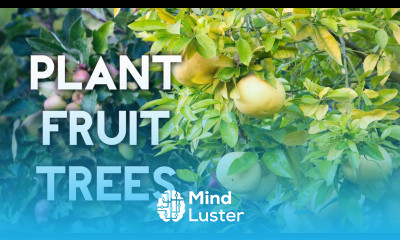 How to plant a lemon tree or any fruit tree