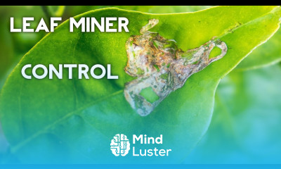 Organic Leaf Miner Control on citrus and other plants