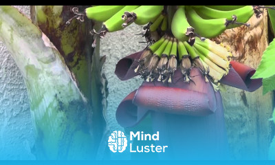 Banana Flowers Harvest Recipe Tutorial