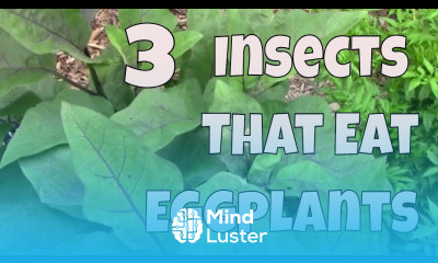 3 Insects That Eat Eggplants and Some Things You Can Do About Them