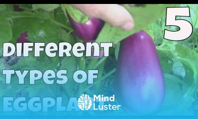 5 Different Eggplant Varieties That Grow Well In Our Zone 6 Garden