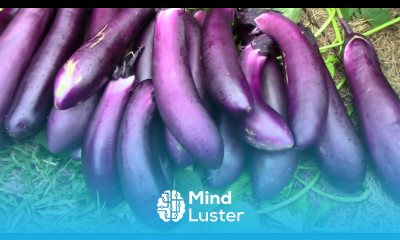 What Happened When I Pruned 2 Eggplants in Summer Big Late Harvest