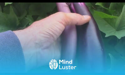 Two Eggplants Growing on One Plant Long Purple Grafted to Ichiban II