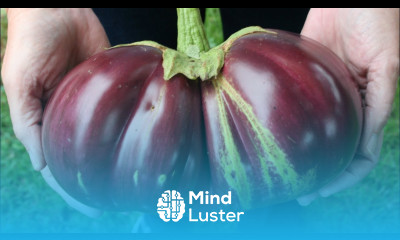 Monster Aswad Eggplants and One Tip For Producing More Fall Eggplants