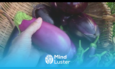 Eggplant Harvest Four Heirlooms and One Hybrid