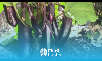Our Small Straw Bale Garden in June Eggplant Tomatoes Peppers