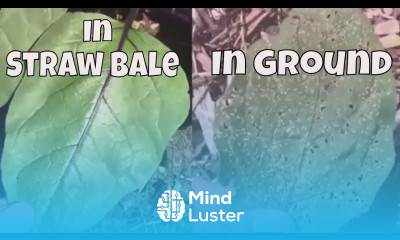 No Flea Beetles on Eggplants Grown in Straw Bale Huge Difference