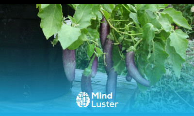 Growing Container Eggplant My Top Pick For What Type to Grow