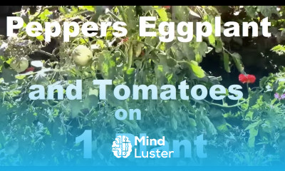 Peppers Eggplant and Tomatoes Grafted Onto One Plant