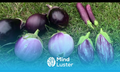 August Eggplant Update AKA Aubergine And a Harvest of 4 Different Types