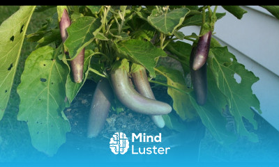 Growing Eggplants in Containers in 2 and 3 gallon pots