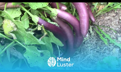 Severe Pruning of Eggplant in August Leads to Lots of Eggplants in September
