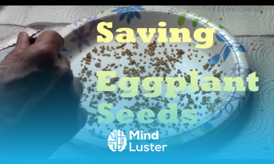 Harvesting and Saving Eggplant Seeds Easy to DIY in minutes